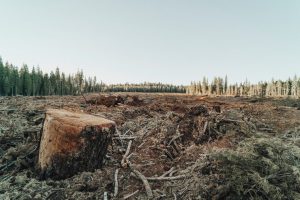 Estudio revela que en los últimos años se perdieron alrededor de la mitad de los bosques del mundo