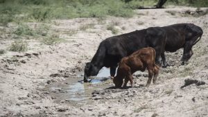 Desesperación por la sequía en Santa Fe: el ganado comienza a perecer por la sed