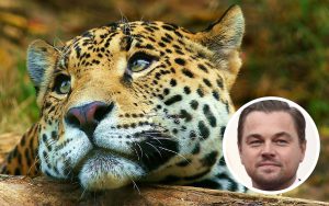 Leonardo DiCaprio celebró el rescate de un yaguareté en los Esteros del Iberá
