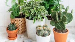 7 consejos básicos para cuidar tus plantas de interior