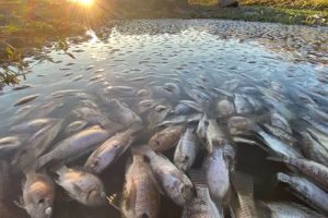 Sacan 300 toneladas de peces muertos del río Oder en Alemania