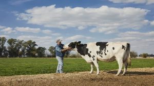 Una empresa nacional es la primera que certifica el bienestar animal de las vacas lecheras