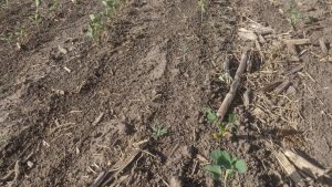 Sequía: la cadena de la soja alertó sobre la “profunda crisis” del sector