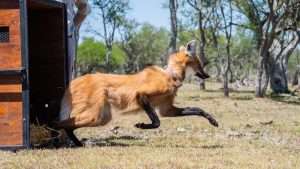 Devolvieron a su hábitat natural a un ejemplar hembra de aguará guazú en Santa Fe