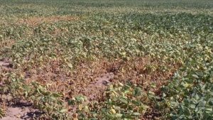 Los productores agropecuarios de Santa Fe perdieron el maíz y esperan un milagro para sembrar soja