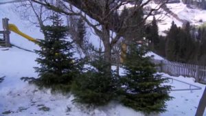 Austria: crece la demanda de árboles de navidad de producción local