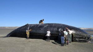 Sube a 15 el número de ballenas muertas en la Península de Valdés