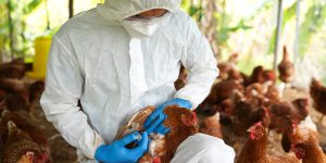Gripe aviar: murieron 22 mil aves en una granja de Mar del Plata