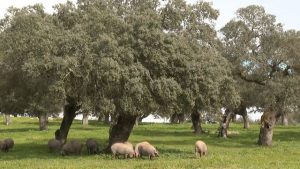 La sequía en España pone en riesgo la producción del jamón ibérico