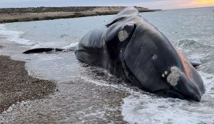 Misterio y preocupación  por la muerte de 7 ballenas en la Península Valdés