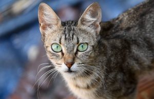 Día Internacional del Gato: cinco curiosidades que hacen a esta mascota tan especial