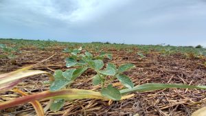 Campo: General Villegas tuvo los mayores registros de lluvias