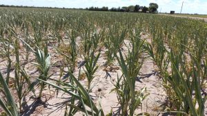 Sequía: el Gobierno define mecanismos impositivos para los productores agropecuarios