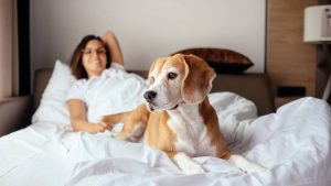 Cinco consejos para que tu perro ya no duerma en la cama