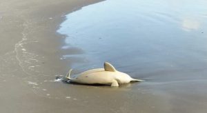 Punta Mogotes: Encuentran el cuerpo de un delfin en la playa