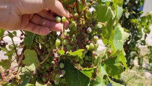 Mendoza perdió 26 mil hectáreas de vid por heladas tardías y granizo