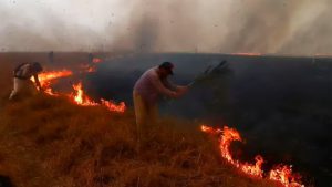 “Alerta ganadera”: en Corrientes podría haber hasta un 70% menos de pasto por la sequía y los incendios
