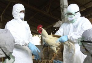 Gripe aviar. declaran que la enfermedad  llegó a  granjas pequeñas en Mar del Plata