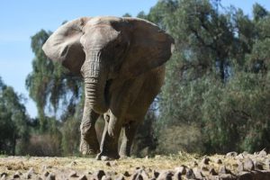 Autorizaron el traslado de la elefanta Kenya desde Mendoza hasta un santuario de Brasil