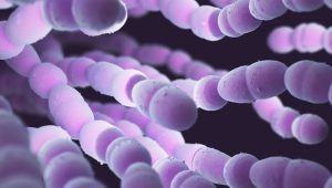 Estreptococo en Inglaterra y Francia: alarma por la cantidad de niños muertos por la bacteria