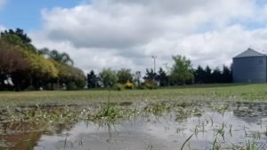 Las lluvias de Año Nuevo alivió al campo en las principales provincias agrícolas