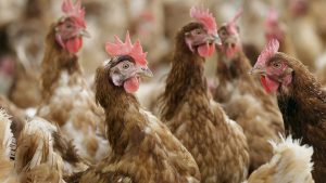 Europa registra uno de los peores brotes de gripe aviar de su historia
