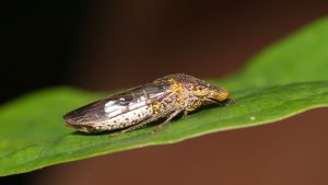 Los relojes inteligentes se inspirarán en la orina de un insecto para mejorar su resistencia al agua