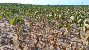 Crisis agropecuaria: la cosecha de soja será 42% más baja que en 2022 y la de maíz 30,8% menor