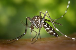 ¿Cómo cuidarse de los mosquitos este verano ?
