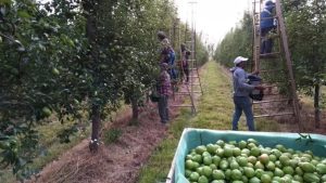 Productores de peras y manzanas reclaman un “dolar fruta”