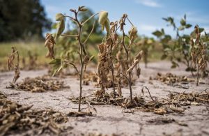 Sequía: advierten que el BCRA podría perder este año todas las reservas netas de 2022