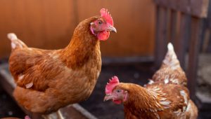 Senasa confirma el primer caso de gripe aviar en Mar del Plata