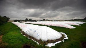 Los productores apuran la siembra de soja