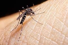 Se registra un aumento de casos de dengue en la Argentina