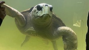 El tortugo Jorge ya está viniendo a Mar del Plata