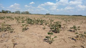 Récord: la ola de calor duró 18 días y no hay registros en 100 años de un período tan prolongado