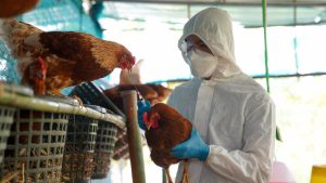 La Secretaría de Salud de Mar del Plata publicó un comunicado sobre la gripe Aviar