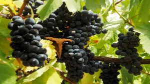 Mendoza: financiarán con $500 millones a la vitivinicultura