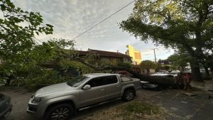 Mar del Plata: el viento derribó un árbol que aplastó un automóvil estacionado