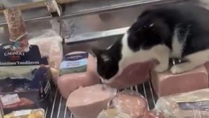 Mar del Plata: Filmaron a un gato comiendo fiambres y clausuraron el local