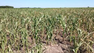 Por el efecto de la sequía severa, estiman que las pérdidas en soja, maíz y trigo superan el 2% del PBI
