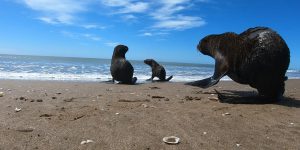 Insisten en desalojar a los lobos marinos de la banquina del Puerto en Mar del Plata