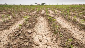 Las últimas lluvias decepcionaron al campo: no fueron suficientes para calmar la sequía