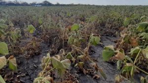 Sequía: asisten con $3 mil millones a productores santafesinos afectados