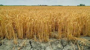 Semanas clave para salvar los cultivos de la sequía invernal en Europa