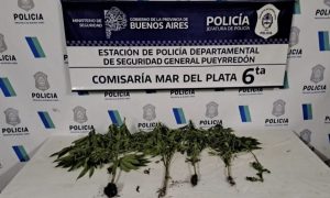 Mar del Plata: lo detuvieron por golpear a su pareja y los sorprendieron con plantas de marihuana