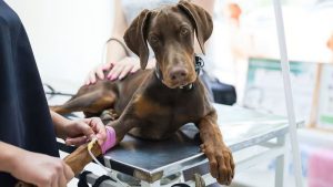 Impulsan una ordenanza para crear un registro para la donación de sangre de mascotas