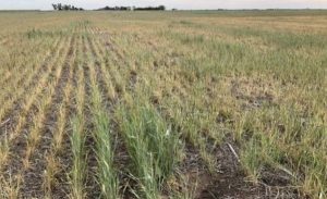 Sequía: productores marplatenses accederán a beneficios impositivos