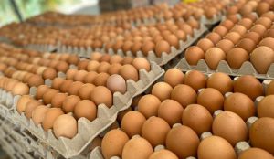 Los beneficios del consumo de huevo, una fuente de proteína