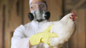 Gripe aviar en Mar del Plata: “Sabíamos que en algún momento u otro iba a ingresar”
